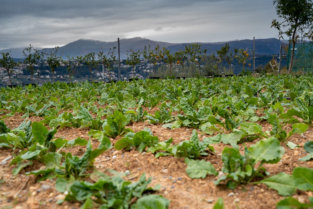 Potager du jardin des saveurs sous les nuages