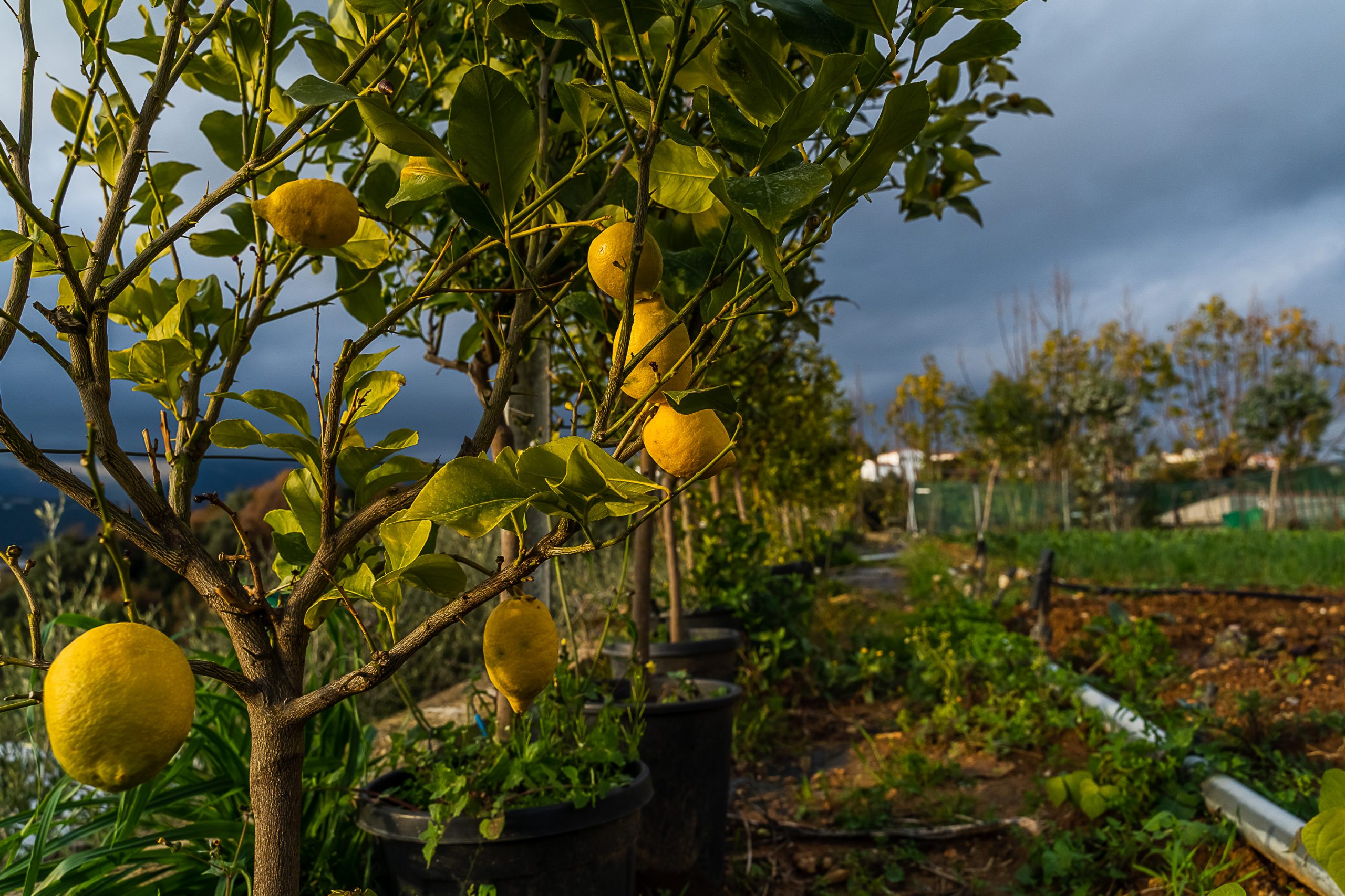 Les citrons de notre potager sont en vente au Jardin des Saveurs