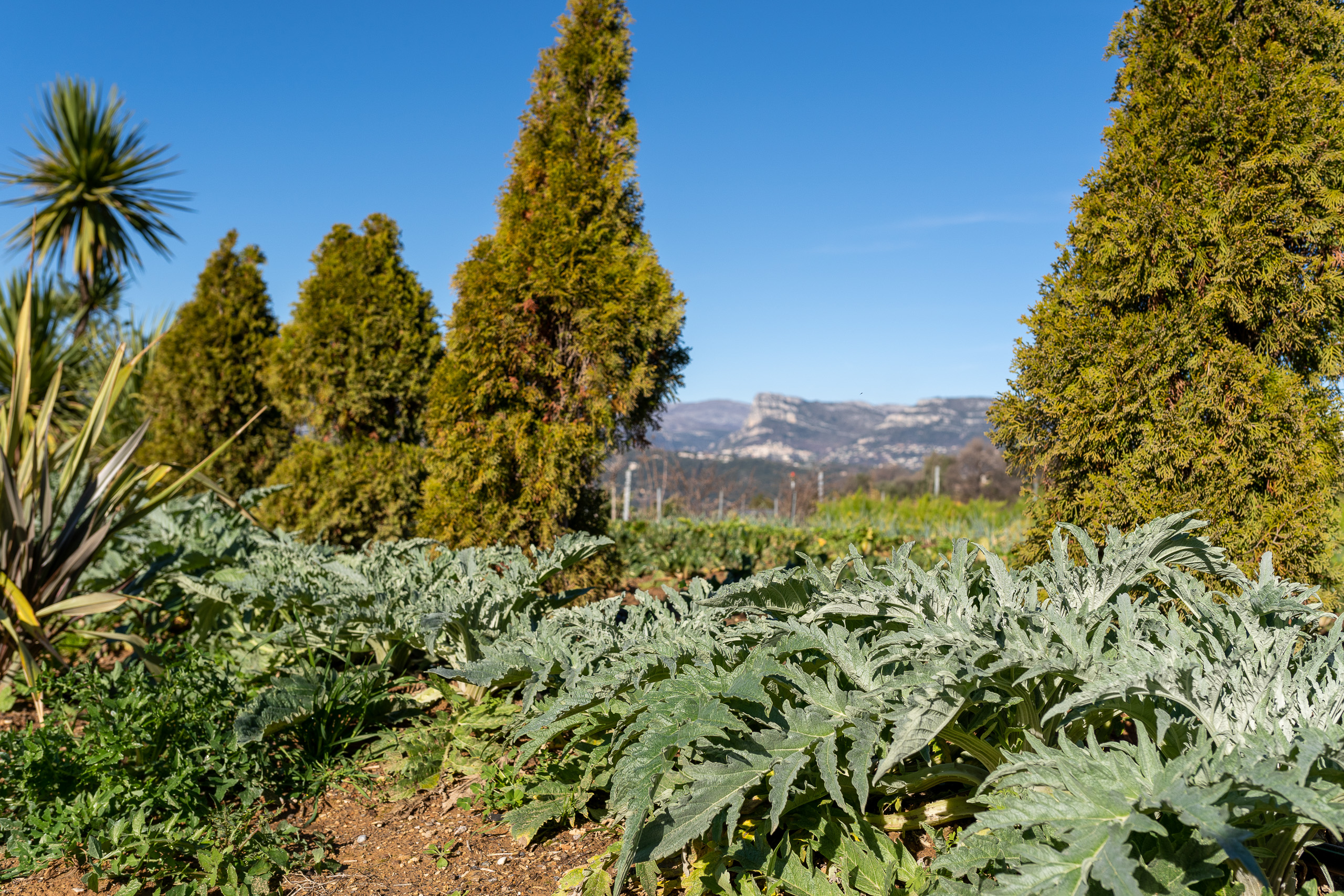 Les artichauts du jardin des saveurs à nice
