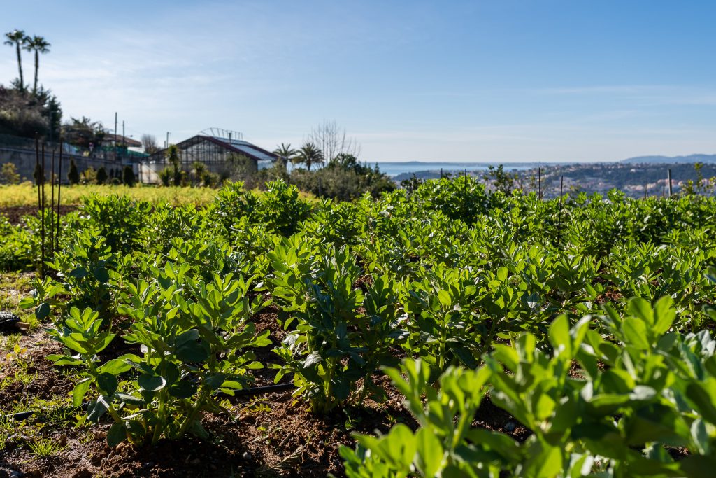 Du jardin des saveurs à la mer